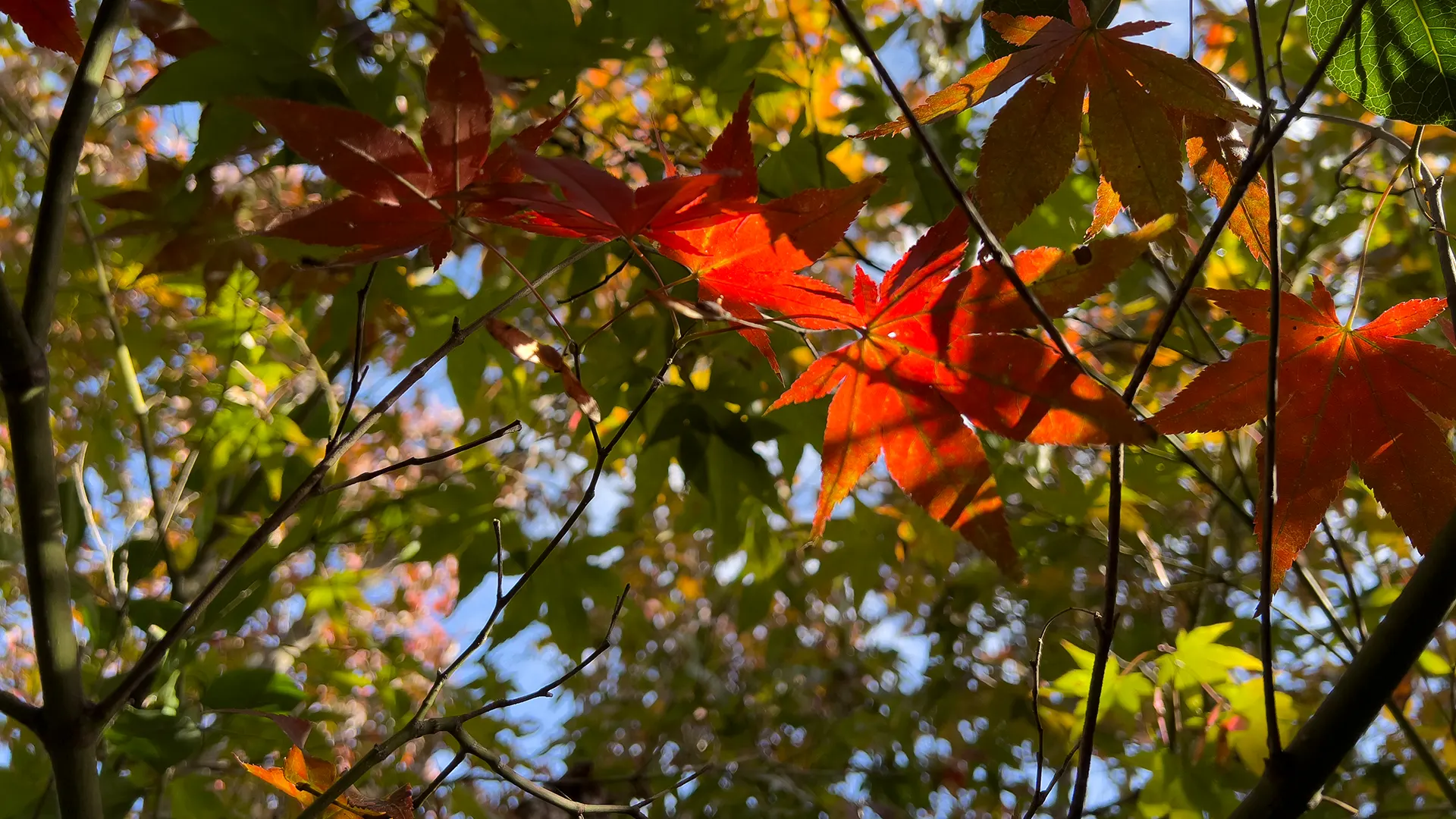 MAPLE RED MAPLE