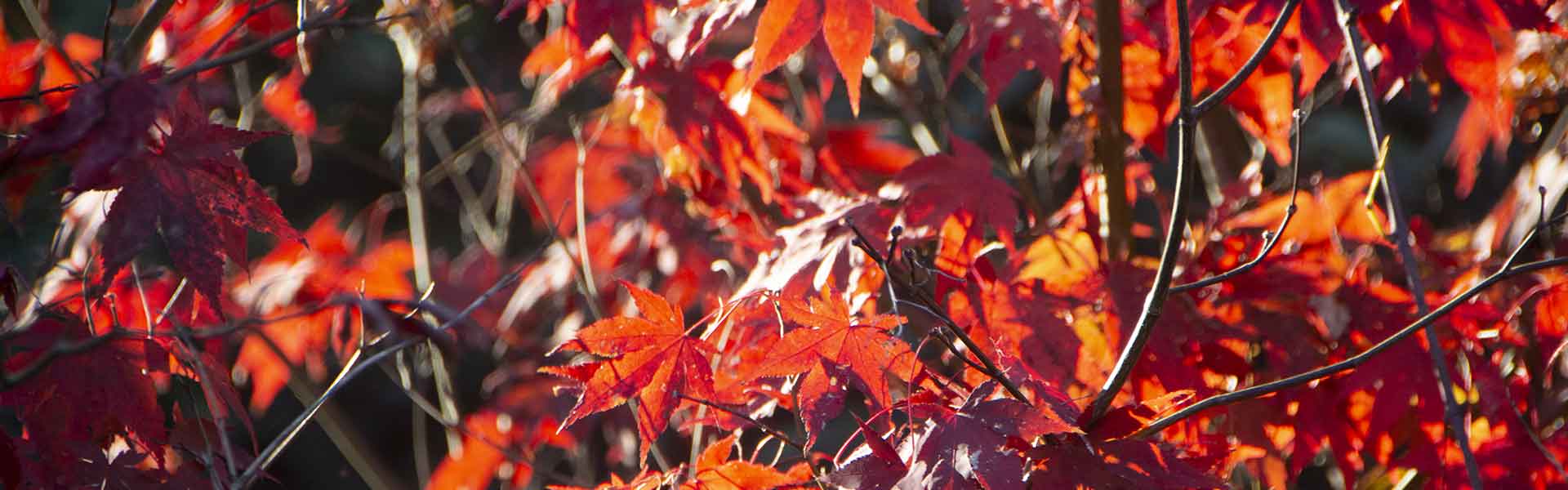 Maple Header Contatto